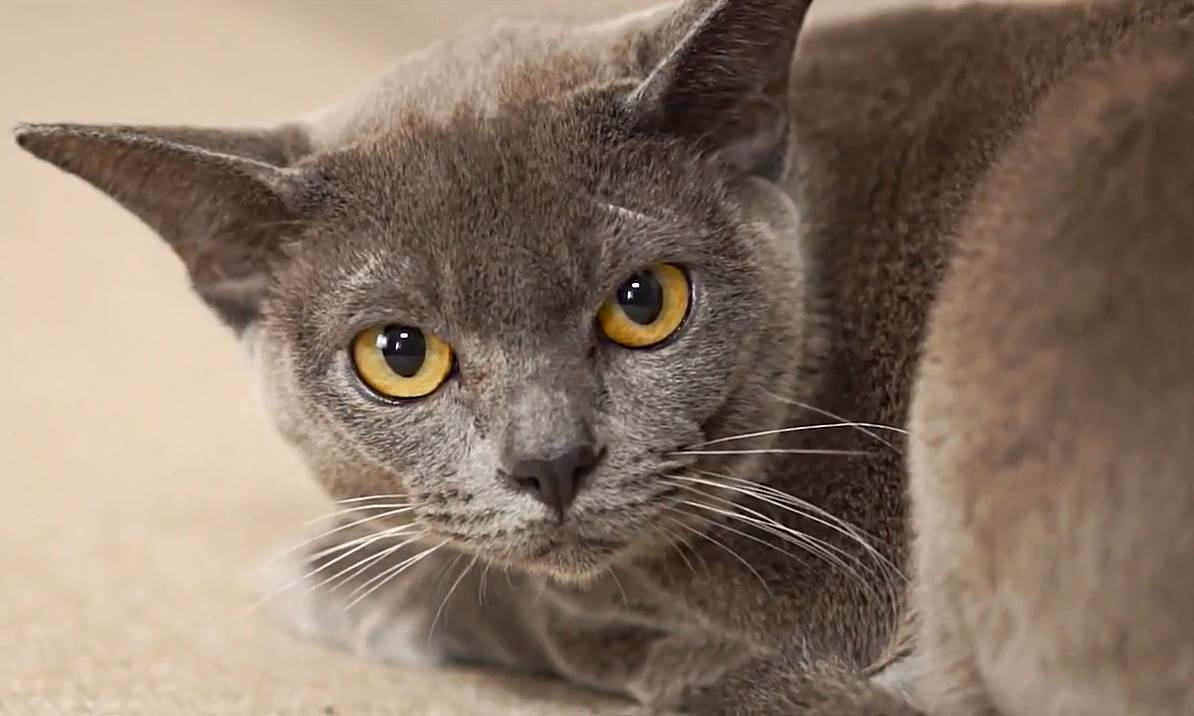 Burma-Katze grau